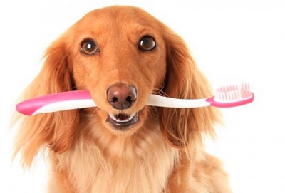 Причини чистити зуби своєму собаці