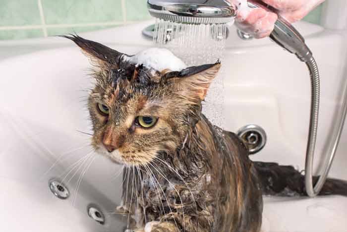 Когда применяют лечебные шампуни для кошек
