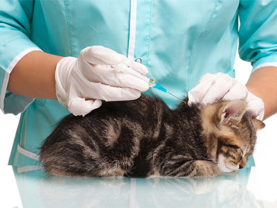 Зачем щенкам и котятам так много вакцин
