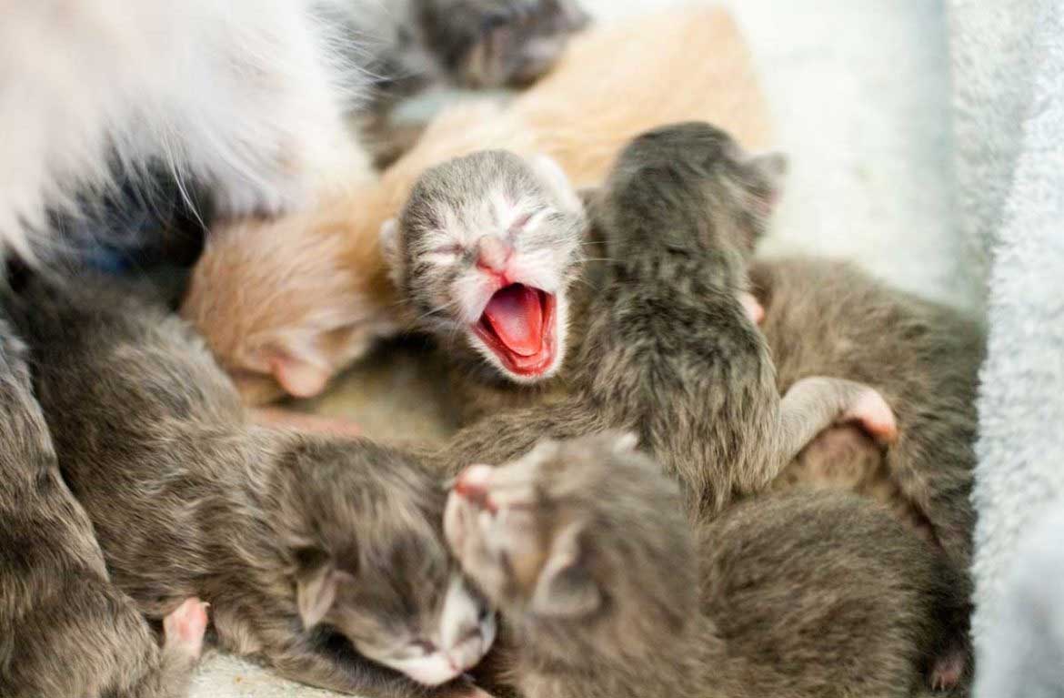 Як доглядати за новонародженими кошенятами